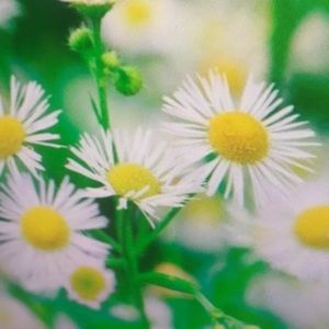 Meet your Posher, Albert